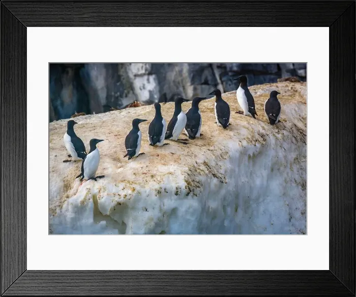 Framed Print : Bird watching at the Alkefjellet between Spitsbergen and Nordaustlandet on Svalbard, Norway Framed Print : Bird watching at the Alkefjellet between Spitsbergen and Nordaustlandet on Svalbard, Norway