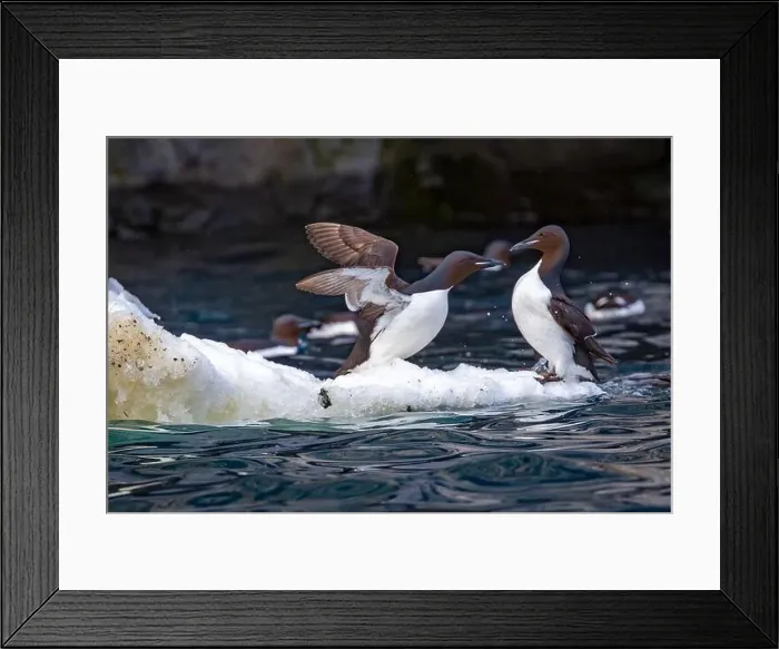 Framed Print : Bird watching at the Alkefjellet between Spitsbergen and Nordaustlandet on Svalbard, Norway Framed Print : Bird watching at the Alkefjellet between Spitsbergen and Nordaustlandet on Svalbard, Norway