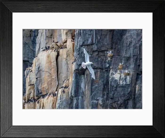 Framed Print : Bird watching at the Alkefjellet between Spitsbergen and Nordaustlandet on Svalbard, Norway Framed Print : Bird watching at the Alkefjellet between Spitsbergen and Nordaustlandet on Svalbard, Norway
