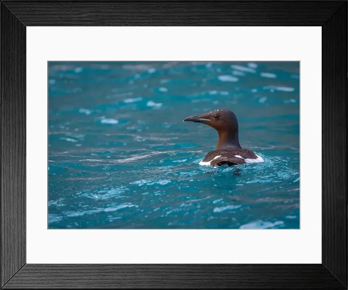 Framed Print : Bird watching at the Alkefjellet between Spitsbergen and Nordaustlandet on Svalbard, Norway Framed Print : Bird watching at the Alkefjellet between Spitsbergen and Nordaustlandet on Svalbard, Norway