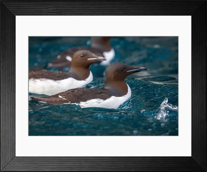 Framed Print : Bird watching at the Alkefjellet between Spitsbergen and Nordaustlandet on Svalbard, Norway Framed Print : Bird watching at the Alkefjellet between Spitsbergen and Nordaustlandet on Svalbard, Norway
