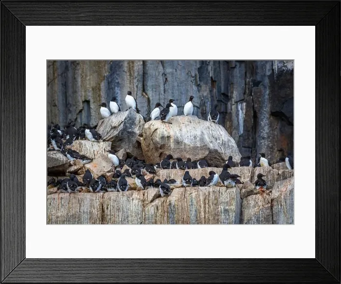 Framed Print : Bird watching at the Alkefjellet between Spitsbergen and Nordaustlandet on Svalbard, Norway Framed Print : Bird watching at the Alkefjellet between Spitsbergen and Nordaustlandet on Svalbard, Norway