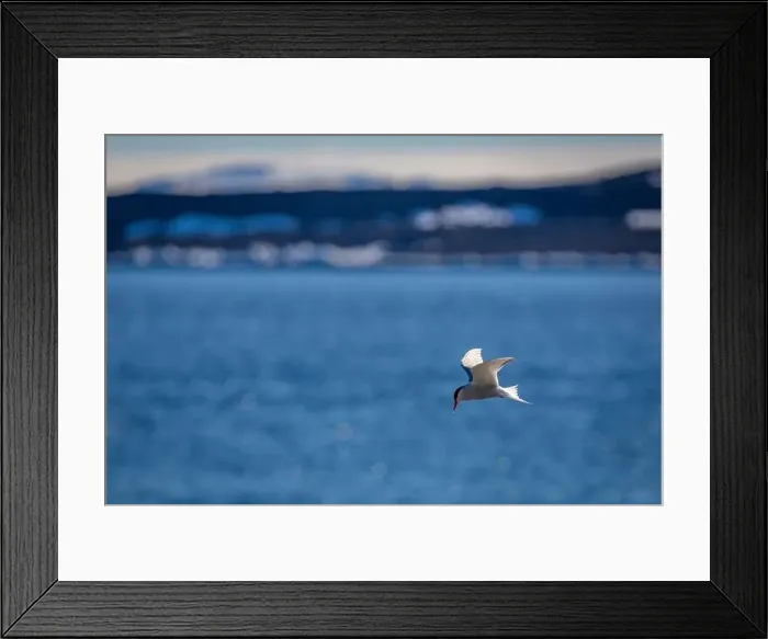 Framed Print : Bird watching at the Alkefjellet between Spitsbergen and Nordaustlandet on Svalbard, Norway Framed Print : Bird watching at the Alkefjellet between Spitsbergen and Nordaustlandet on Svalbard, Norway
