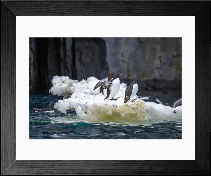 Framed Print : Bird watching at the Alkefjellet between Spitsbergen and Nordaustlandet on Svalbard, Norway Framed Print : Bird watching at the Alkefjellet between Spitsbergen and Nordaustlandet on Svalbard, Norway