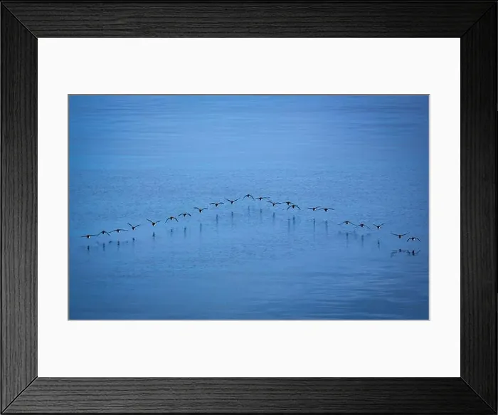 Framed Print : Bird watching at the Alkefjellet between Spitsbergen and Nordaustlandet on Svalbard, Norway Framed Print : Bird watching at the Alkefjellet between Spitsbergen and Nordaustlandet on Svalbard, Norway