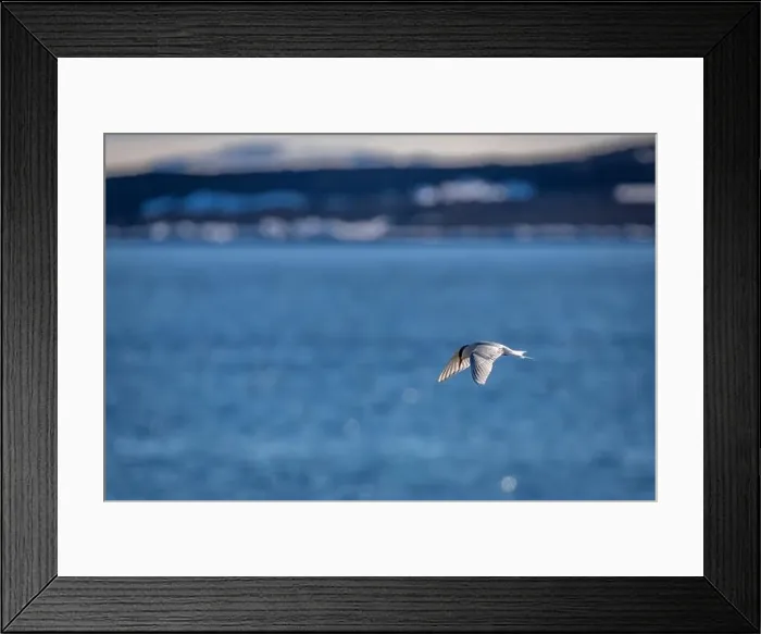 Framed Print : Bird watching at the Alkefjellet between Spitsbergen and Nordaustlandet on Svalbard, Norway Framed Print : Bird watching at the Alkefjellet between Spitsbergen and Nordaustlandet on Svalbard, Norway