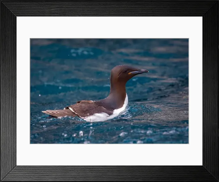 Framed Print : Bird watching at the Alkefjellet between Spitsbergen and Nordaustlandet on Svalbard, Norway Framed Print : Bird watching at the Alkefjellet between Spitsbergen and Nordaustlandet on Svalbard, Norway
