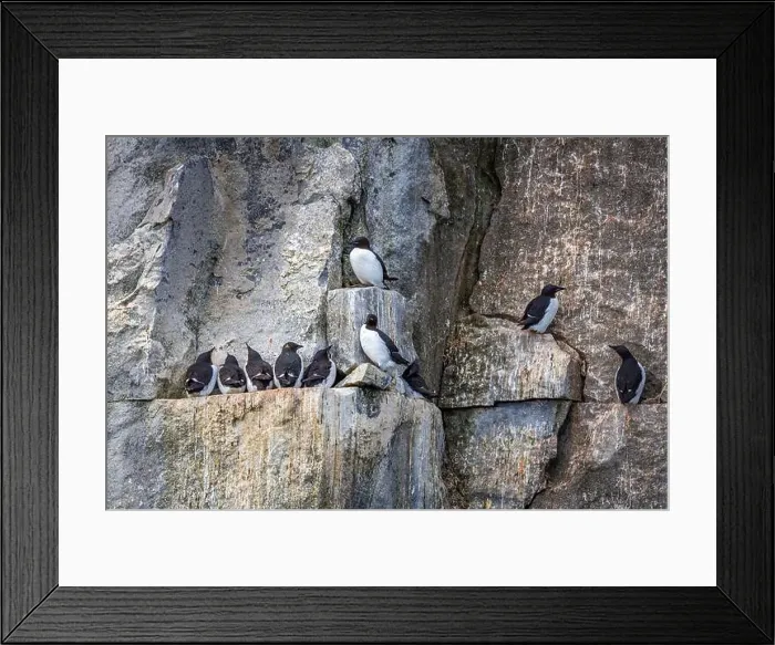 Framed Print : Bird watching at the Alkefjellet between Spitsbergen and Nordaustlandet on Svalbard, Norway Framed Print : Bird watching at the Alkefjellet between Spitsbergen and Nordaustlandet on Svalbard, Norway