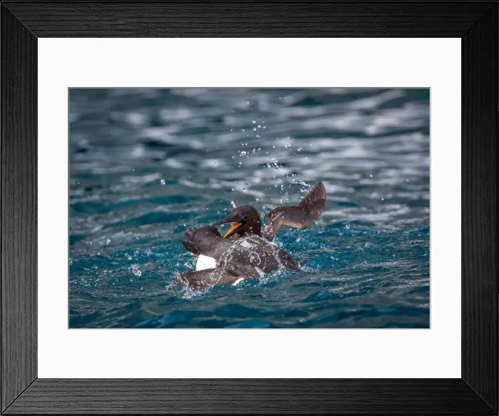 Framed Print : Bird watching at the Alkefjellet between Spitsbergen and Nordaustlandet on Svalbard, Norway Framed Print : Bird watching at the Alkefjellet between Spitsbergen and Nordaustlandet on Svalbard, Norway