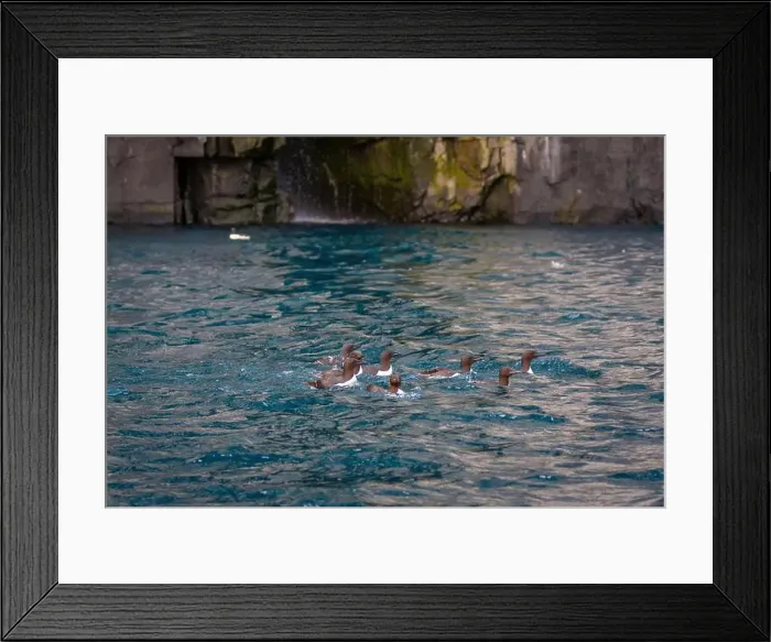 Framed Print : Bird watching at the Alkefjellet between Spitsbergen and Nordaustlandet on Svalbard, Norway Framed Print : Bird watching at the Alkefjellet between Spitsbergen and Nordaustlandet on Svalbard, Norway