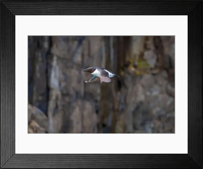Framed Print : Bird watching at the Alkefjellet between Spitsbergen and Nordaustlandet on Svalbard, Norway Framed Print : Bird watching at the Alkefjellet between Spitsbergen and Nordaustlandet on Svalbard, Norway