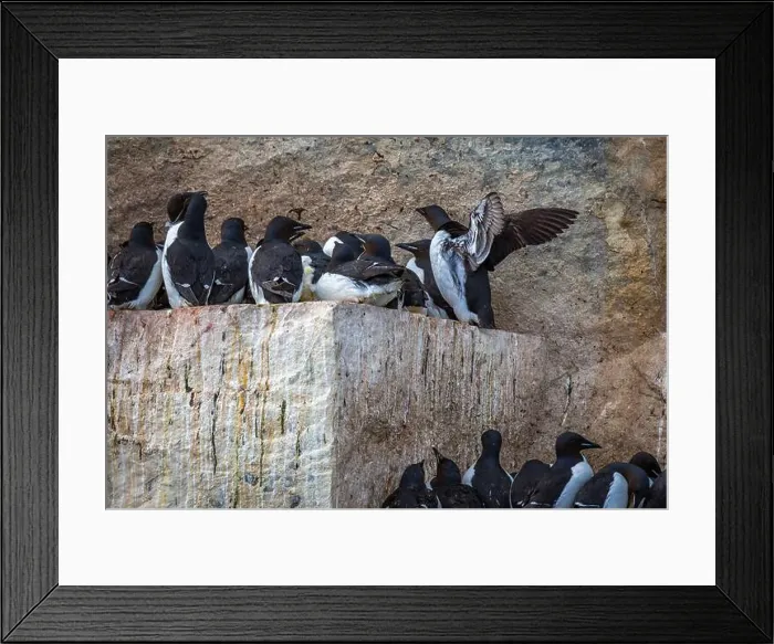 Framed Print : Bird watching at the Alkefjellet between Spitsbergen and Nordaustlandet on Svalbard, Norway Framed Print : Bird watching at the Alkefjellet between Spitsbergen and Nordaustlandet on Svalbard, Norway