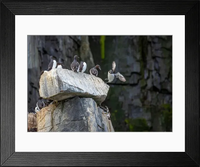 Framed Print : Bird watching at the Alkefjellet between Spitsbergen and Nordaustlandet on Svalbard, Norway Framed Print : Bird watching at the Alkefjellet between Spitsbergen and Nordaustlandet on Svalbard, Norway