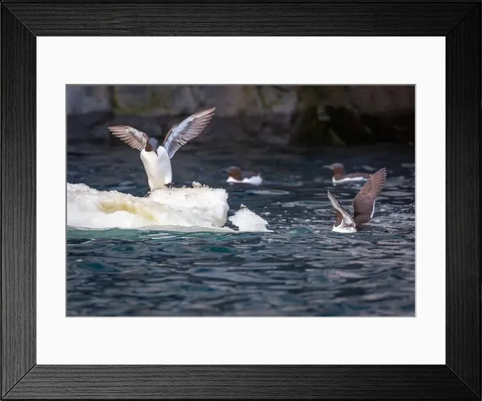 Framed Print : Bird watching at the Alkefjellet between Spitsbergen and Nordaustlandet on Svalbard, Norway Framed Print : Bird watching at the Alkefjellet between Spitsbergen and Nordaustlandet on Svalbard, Norway