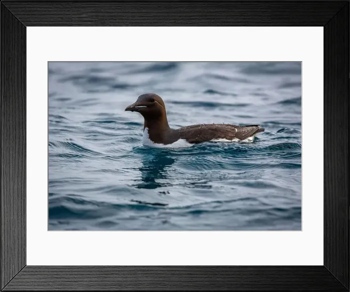 Framed Print : Bird watching at the Alkefjellet between Spitsbergen and Nordaustlandet on Svalbard, Norway Framed Print : Bird watching at the Alkefjellet between Spitsbergen and Nordaustlandet on Svalbard, Norway