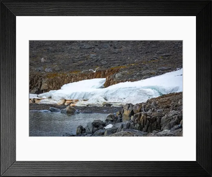 Framed Print : Cruising in the Hamiltonbukta on Spitsbergen and driving along glacier und bird watching Framed Print : Cruising in the Hamiltonbukta on Spitsbergen and driving along glacier und bird watching