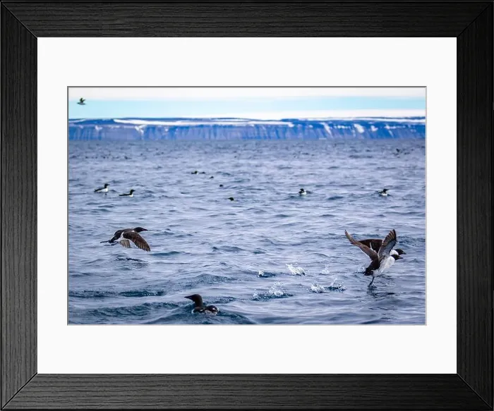 Framed Print : Bird watching at the Alkefjellet between Spitsbergen and Nordaustlandet on Svalbard, Norway Framed Print : Bird watching at the Alkefjellet between Spitsbergen and Nordaustlandet on Svalbard, Norway