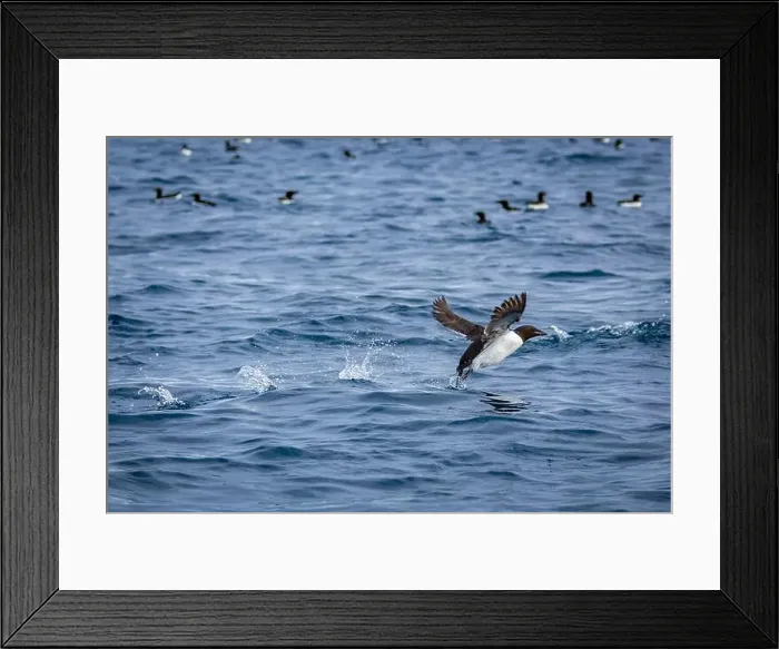 Framed Print : Bird watching at the Alkefjellet between Spitsbergen and Nordaustlandet on Svalbard, Norway Framed Print : Bird watching at the Alkefjellet between Spitsbergen and Nordaustlandet on Svalbard, Norway
