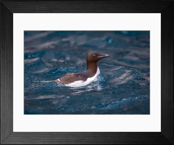 Framed Print : Bird watching at the Alkefjellet between Spitsbergen and Nordaustlandet on Svalbard, Norway Framed Print : Bird watching at the Alkefjellet between Spitsbergen and Nordaustlandet on Svalbard, Norway