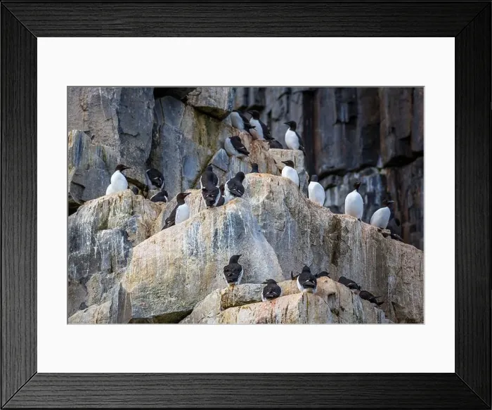 Framed Print : Bird watching at the Alkefjellet between Spitsbergen and Nordaustlandet on Svalbard, Norway Framed Print : Bird watching at the Alkefjellet between Spitsbergen and Nordaustlandet on Svalbard, Norway