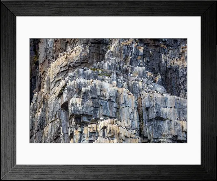 Framed Print : Bird watching at the Alkefjellet between Spitsbergen and Nordaustlandet on Svalbard, Norway Framed Print : Bird watching at the Alkefjellet between Spitsbergen and Nordaustlandet on Svalbard, Norway