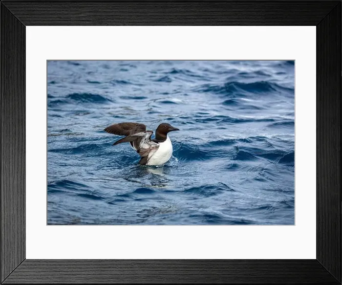 Framed Print : Bird watching at the Alkefjellet between Spitsbergen and Nordaustlandet on Svalbard, Norway Framed Print : Bird watching at the Alkefjellet between Spitsbergen and Nordaustlandet on Svalbard, Norway