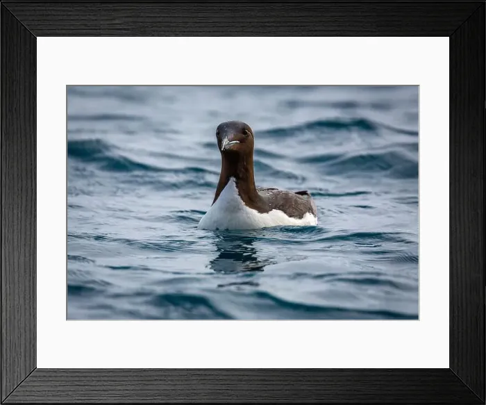 Framed Print : Bird watching at the Alkefjellet between Spitsbergen and Nordaustlandet on Svalbard, Norway Framed Print : Bird watching at the Alkefjellet between Spitsbergen and Nordaustlandet on Svalbard, Norway