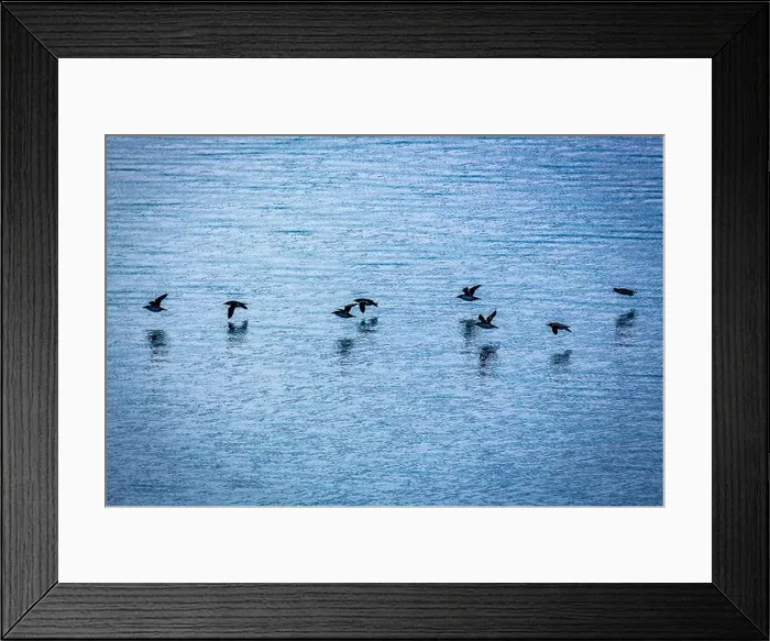 Framed Print : Bird watching at the Alkefjellet between Spitsbergen and Nordaustlandet on Svalbard, Norway Framed Print : Bird watching at the Alkefjellet between Spitsbergen and Nordaustlandet on Svalbard, Norway