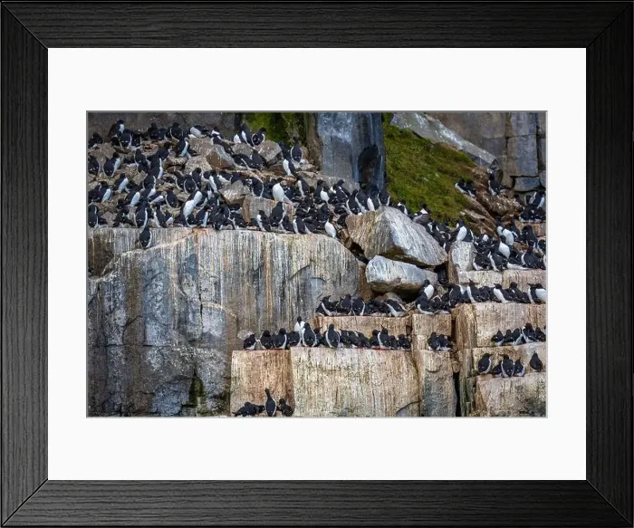 Framed Print : Bird watching at the Alkefjellet between Spitsbergen and Nordaustlandet on Svalbard, Norway Framed Print : Bird watching at the Alkefjellet between Spitsbergen and Nordaustlandet on Svalbard, Norway