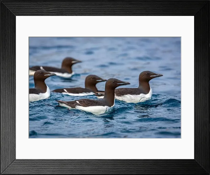 Framed Print : Bird watching at the Alkefjellet between Spitsbergen and Nordaustlandet on Svalbard, Norway Framed Print : Bird watching at the Alkefjellet between Spitsbergen and Nordaustlandet on Svalbard, Norway