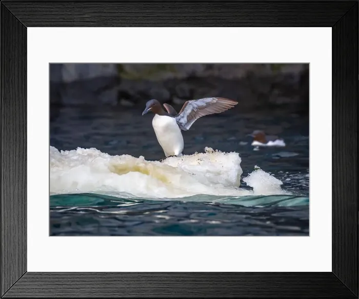 Framed Print : Bird watching at the Alkefjellet between Spitsbergen and Nordaustlandet on Svalbard, Norway Framed Print : Bird watching at the Alkefjellet between Spitsbergen and Nordaustlandet on Svalbard, Norway