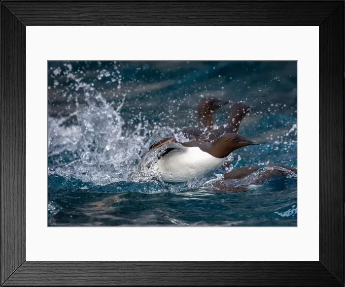 Framed Print : Bird watching at the Alkefjellet between Spitsbergen and Nordaustlandet on Svalbard, Norway Framed Print : Bird watching at the Alkefjellet between Spitsbergen and Nordaustlandet on Svalbard, Norway