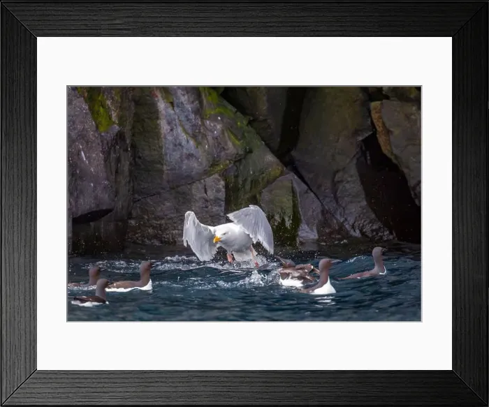 Framed Print : Bird watching at the Alkefjellet between Spitsbergen and Nordaustlandet on Svalbard, Norway Framed Print : Bird watching at the Alkefjellet between Spitsbergen and Nordaustlandet on Svalbard, Norway