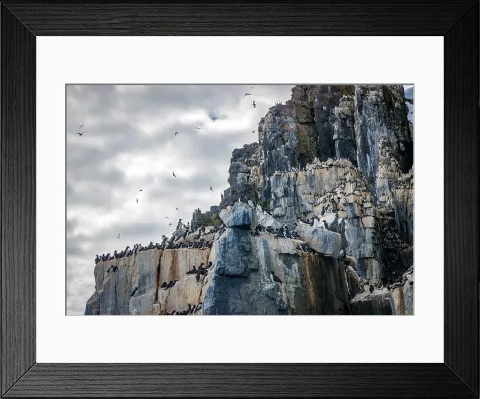 Framed Print : Bird watching at the Alkefjellet between Spitsbergen and Nordaustlandet on Svalbard, Norway Framed Print : Bird watching at the Alkefjellet between Spitsbergen and Nordaustlandet on Svalbard, Norway
