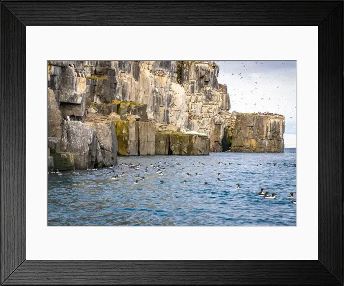 Framed Print : Bird watching at the Alkefjellet between Spitsbergen and Nordaustlandet on Svalbard, Norway Framed Print : Bird watching at the Alkefjellet between Spitsbergen and Nordaustlandet on Svalbard, Norway