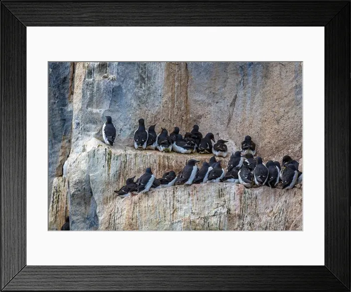 Framed Print : Bird watching at the Alkefjellet between Spitsbergen and Nordaustlandet on Svalbard, Norway Framed Print : Bird watching at the Alkefjellet between Spitsbergen and Nordaustlandet on Svalbard, Norway