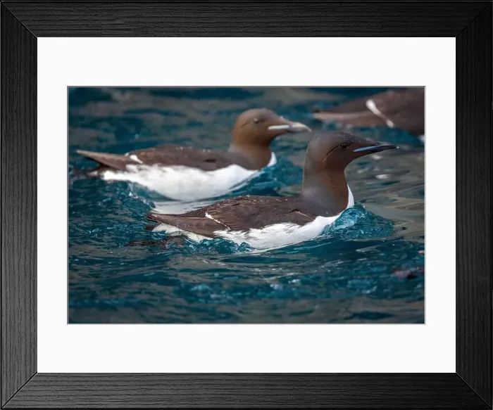 Framed Print : Bird watching at the Alkefjellet between Spitsbergen and Nordaustlandet on Svalbard, Norway Framed Print : Bird watching at the Alkefjellet between Spitsbergen and Nordaustlandet on Svalbard, Norway