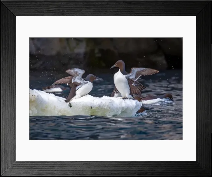 Framed Print : Bird watching at the Alkefjellet between Spitsbergen and Nordaustlandet on Svalbard, Norway Framed Print : Bird watching at the Alkefjellet between Spitsbergen and Nordaustlandet on Svalbard, Norway
