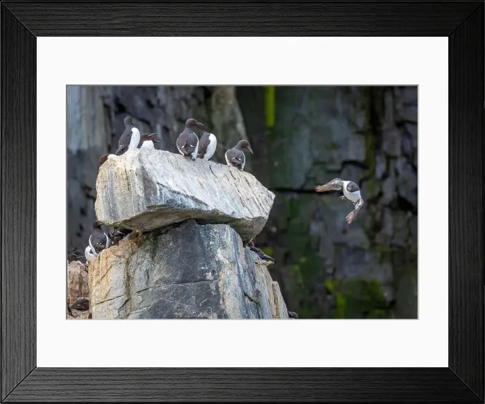 Framed Print : Bird watching at the Alkefjellet between Spitsbergen and Nordaustlandet on Svalbard, Norway Framed Print : Bird watching at the Alkefjellet between Spitsbergen and Nordaustlandet on Svalbard, Norway