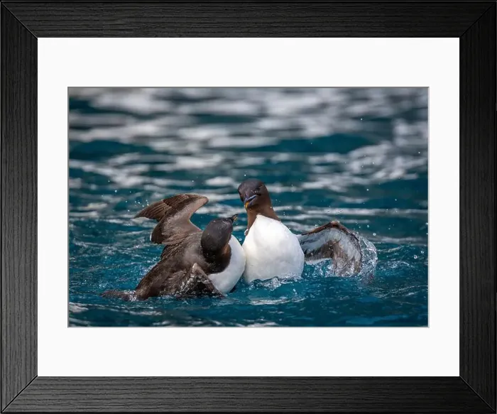 Framed Print : Bird watching at the Alkefjellet between Spitsbergen and Nordaustlandet on Svalbard, Norway Framed Print : Bird watching at the Alkefjellet between Spitsbergen and Nordaustlandet on Svalbard, Norway