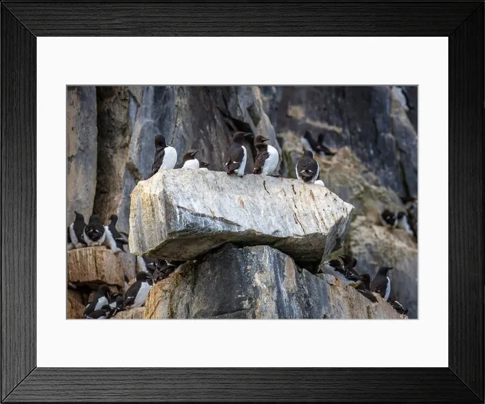 Framed Print : Bird watching at the Alkefjellet between Spitsbergen and Nordaustlandet on Svalbard, Norway Framed Print : Bird watching at the Alkefjellet between Spitsbergen and Nordaustlandet on Svalbard, Norway