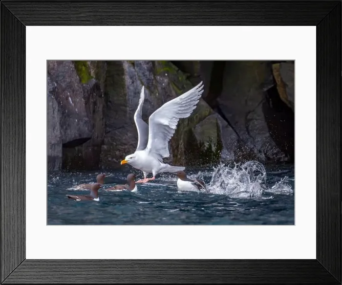 Framed Print : Bird watching at the Alkefjellet between Spitsbergen and Nordaustlandet on Svalbard, Norway Framed Print : Bird watching at the Alkefjellet between Spitsbergen and Nordaustlandet on Svalbard, Norway