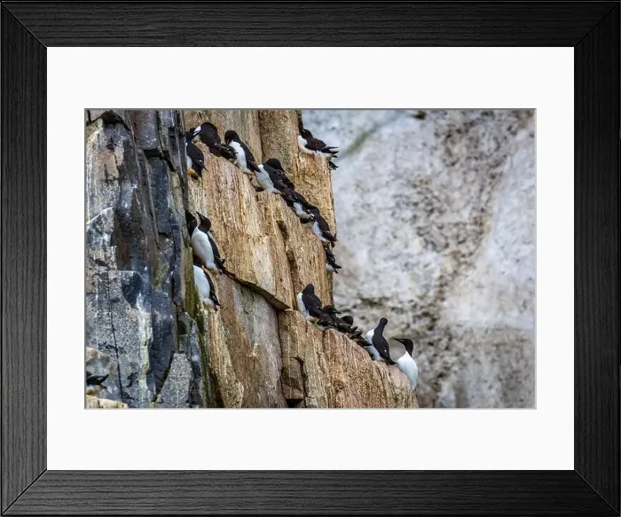 Framed Print : Bird watching at the Alkefjellet between Spitsbergen and Nordaustlandet on Svalbard, Norway Framed Print : Bird watching at the Alkefjellet between Spitsbergen and Nordaustlandet on Svalbard, Norway