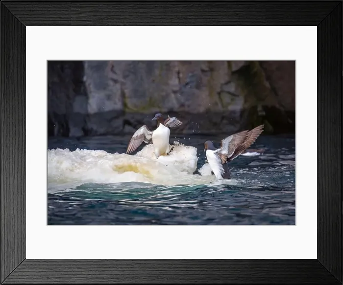 Framed Print : Bird watching at the Alkefjellet between Spitsbergen and Nordaustlandet on Svalbard, Norway Framed Print : Bird watching at the Alkefjellet between Spitsbergen and Nordaustlandet on Svalbard, Norway
