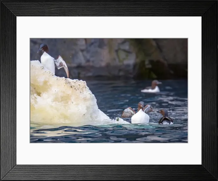 Framed Print : Bird watching at the Alkefjellet between Spitsbergen and Nordaustlandet on Svalbard, Norway Framed Print : Bird watching at the Alkefjellet between Spitsbergen and Nordaustlandet on Svalbard, Norway