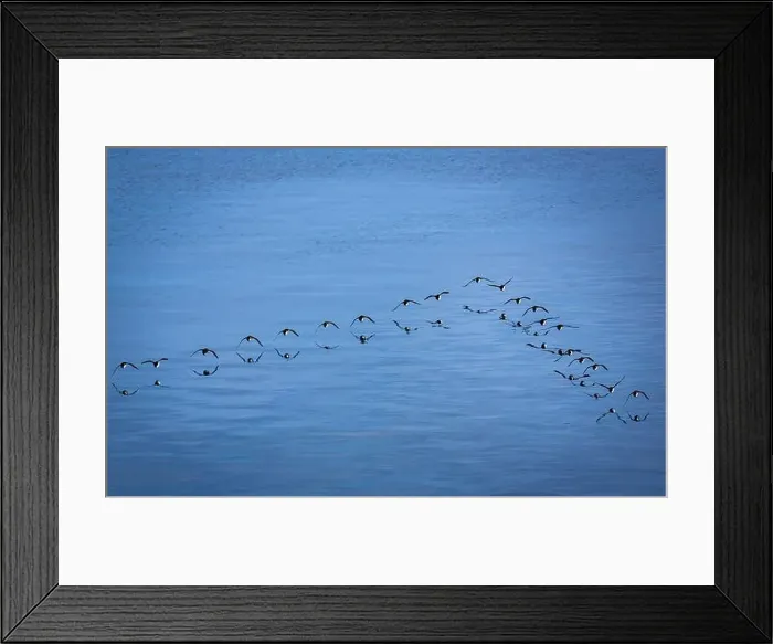 Framed Print : Bird watching at the Alkefjellet between Spitsbergen and Nordaustlandet on Svalbard, Norway Framed Print : Bird watching at the Alkefjellet between Spitsbergen and Nordaustlandet on Svalbard, Norway