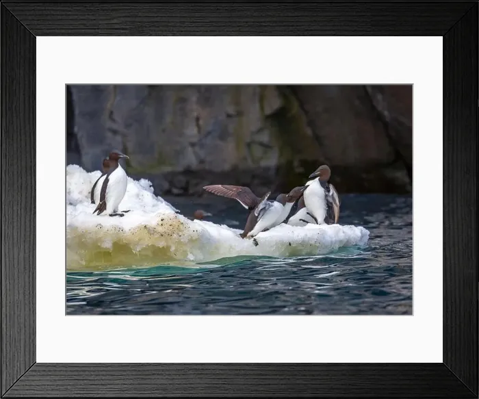 Framed Print : Bird watching at the Alkefjellet between Spitsbergen and Nordaustlandet on Svalbard, Norway Framed Print : Bird watching at the Alkefjellet between Spitsbergen and Nordaustlandet on Svalbard, Norway