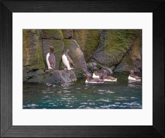 Framed Print : Bird watching at the Alkefjellet between Spitsbergen and Nordaustlandet on Svalbard, Norway Framed Print : Bird watching at the Alkefjellet between Spitsbergen and Nordaustlandet on Svalbard, Norway