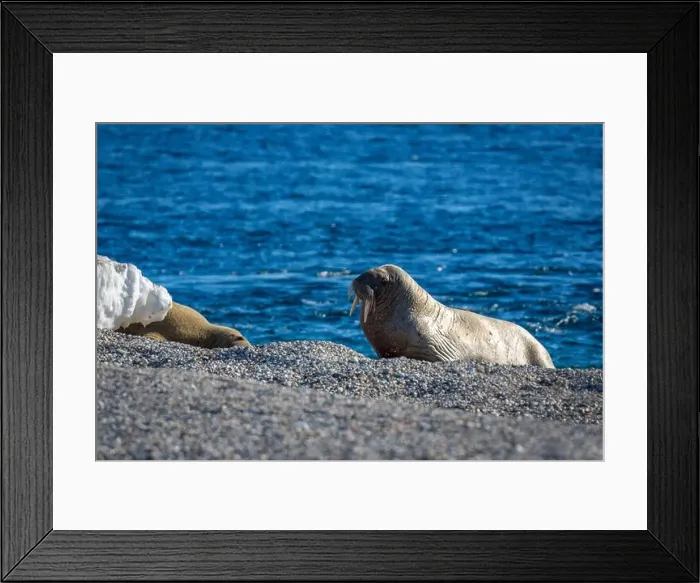 Framed Print : visiting a colony with walruses at Torellneset on Nordaustlandet on Svalbard, Norway Framed Print : visiting a colony with walruses at Torellneset on Nordaustlandet on Svalbard, Norway