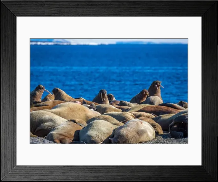 Framed Print : visiting a colony with walruses at Torellneset on Nordaustlandet on Svalbard, Norway Framed Print : visiting a colony with walruses at Torellneset on Nordaustlandet on Svalbard, Norway